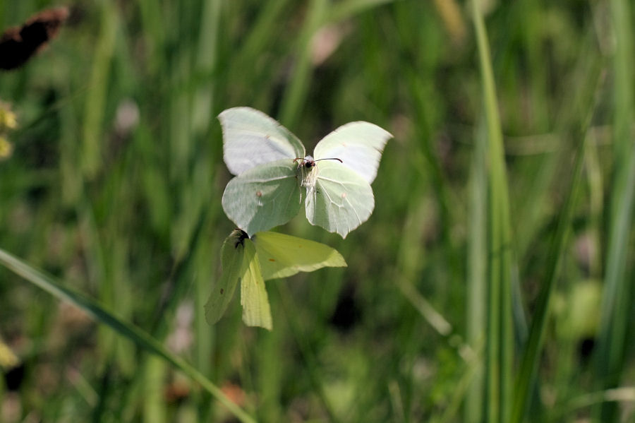 Quale Gonepteryx?